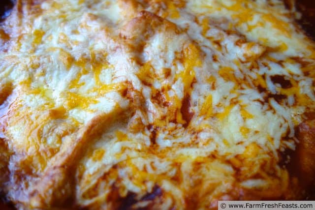 Butternut Squash and Caramelized Onion Enchiladas Plus a Pasta Recipe Round-Up